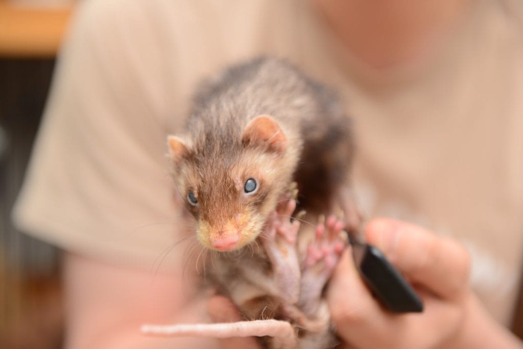 フェレット【目が見えなくなる病気】白内障・進行性網膜萎縮症